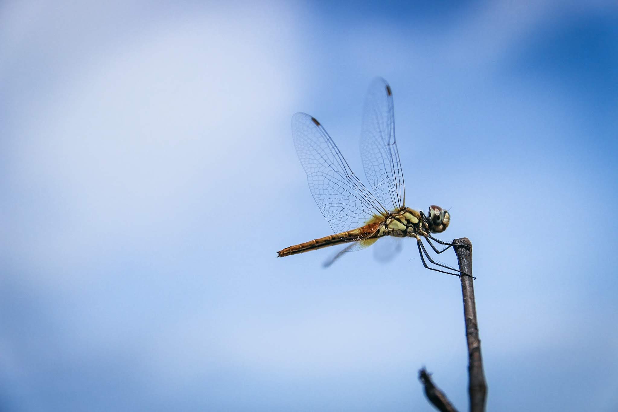 dragonfly